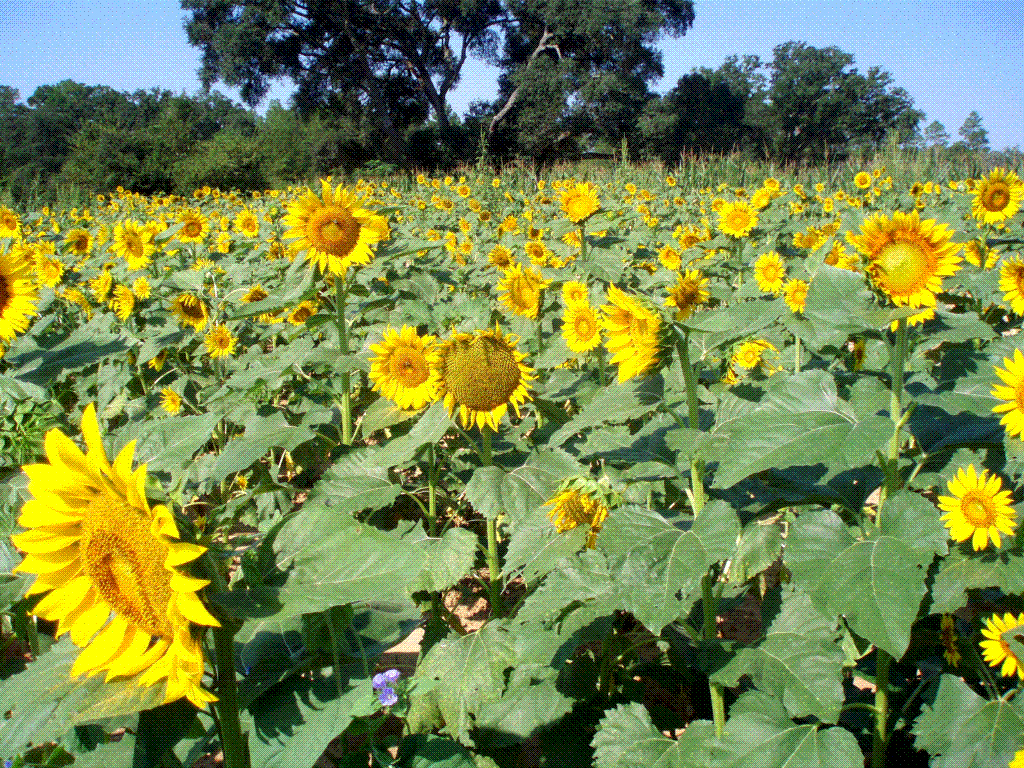 Sunflowers in Southwest Debra's Endeavors From Southwest